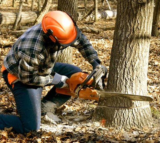 Tree Removal in Mcfaddin, TX